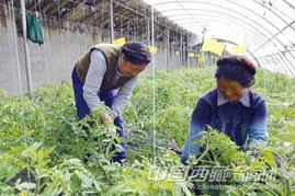 拉薩市投資3000萬元建設特色園藝蔬菜基地，推動農業企業托管服務發展