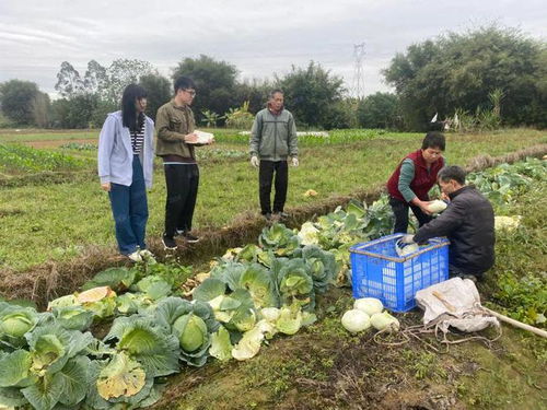 下沉監督護春耕，夯實設施促豐收——以高質量農業基礎設施建設護航春耕生產