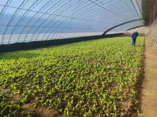 平谷馬昌營鎮 設施農業升級改造與農業企業托管服務雙輪驅動，譜寫鄉村振興新篇章