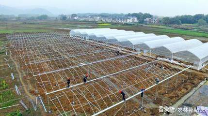 完善農(nóng)業(yè)企業(yè)托管服務(wù)，打造“一村一品”發(fā)展新引擎的五項(xiàng)舉措