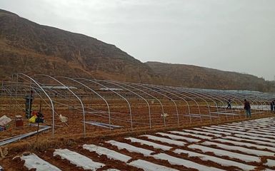 洛門(mén)鎮(zhèn) 鋼架大棚建設(shè)“加速度”搭起群眾“致富路”，農(nóng)業(yè)企業(yè)托管服務(wù)顯成效